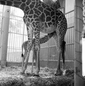Giraffe geboren in Diergaarde Blijdorp, Bestanddeelnr 913-9579