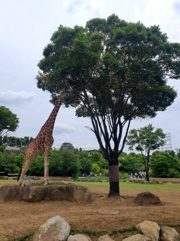 Giraffe at Zoorasia