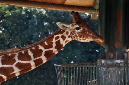 Giraffa in Tobu Zoo Park 001