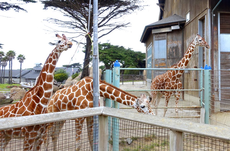 Giraffa camelopardalis reticulata - San Francisco Zoo - San Francisco, CA - DSC03917
