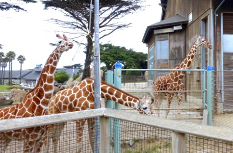 Giraffa camelopardalis reticulata - San Francisco Zoo - San Francisco, CA - DSC03917