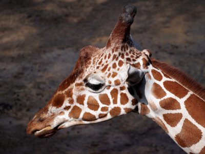 Giraffe at Dierenpark Amersfoort, photo 1 photo