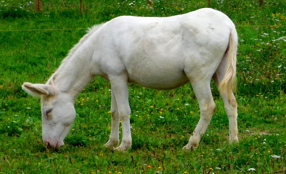 Donkey eats grass cute sweet