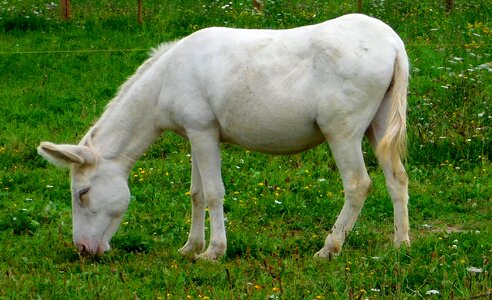 Donkey eats grass cute sweet