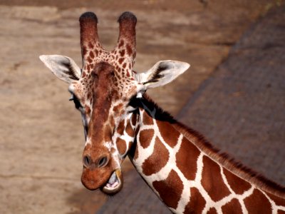 Giraffe at Dierenpark Amersfoort, photo 4 photo