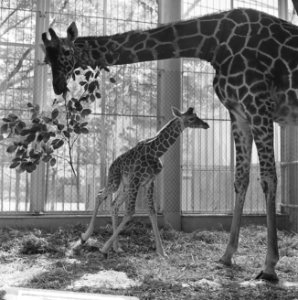 Giraffe geboren in Diergaarde Blijdorp, Bestanddeelnr 913-9578 photo