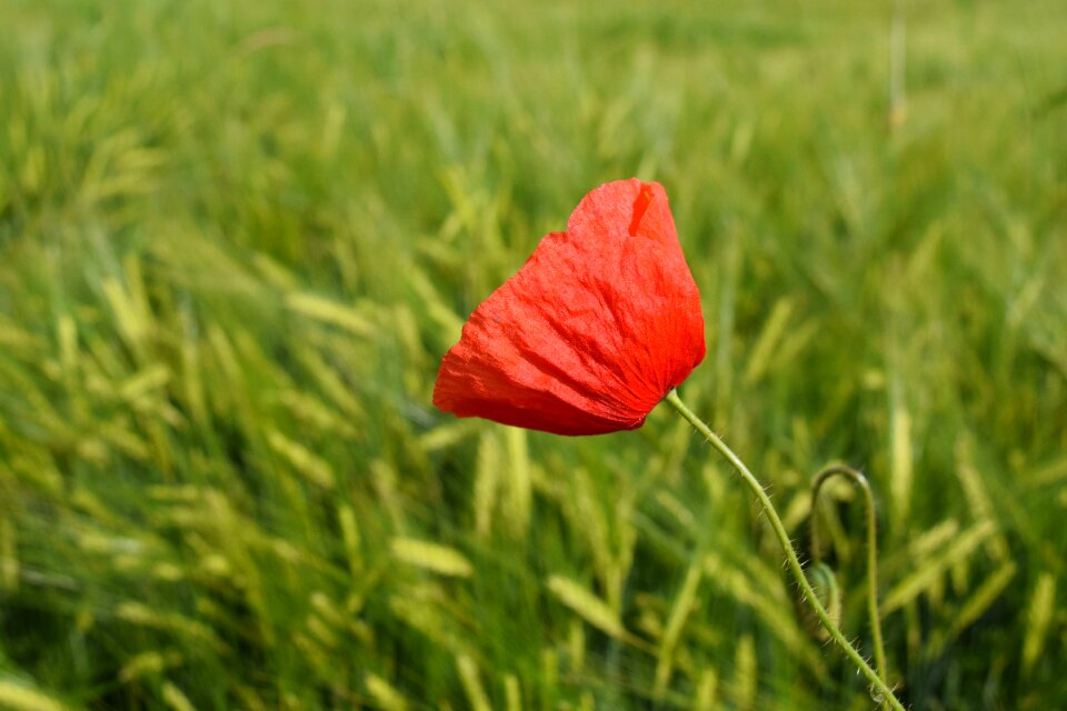 Poppy flower cereals green
