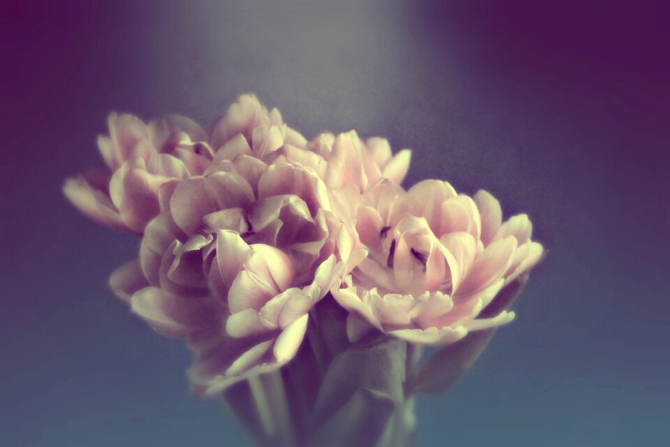 Bouquet petal wallpaper