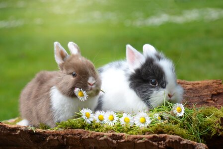 Mammal nature easter bunny photo