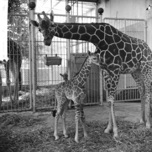 Giraffe jong in Blijdorp geboren, moeder met haar jong, Bestanddeelnr 916-5861