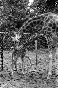 Giraffejong in Artis geboren, Bestanddeelnr 915-4696