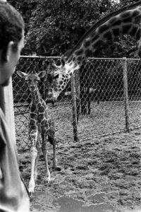 Giraffejong in Artis geboren, Bestanddeelnr 915-4694