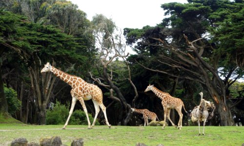 Giraffa camelopardalis reticulata - San Francisco Zoo - San Francisco, CA - DSC03851