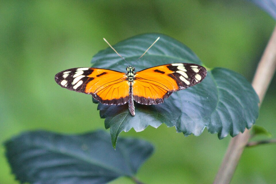 Green garden green butterfly