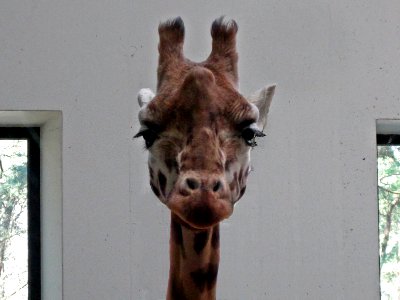 Giraffa camelopardalis rothschildi (Rothschild giraffe), Burgers Zoo, Arnhem, the Netherlands photo
