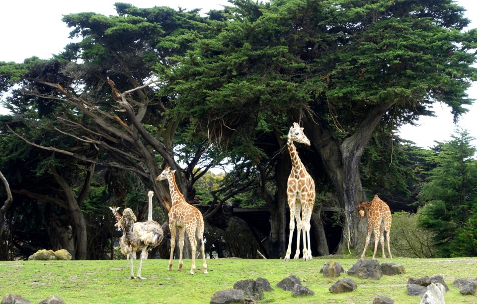 Giraffa camelopardalis reticulata - San Francisco Zoo - San Francisco, CA - DSC03844