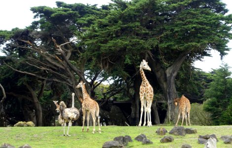 Giraffa camelopardalis reticulata - San Francisco Zoo - San Francisco, CA - DSC03844