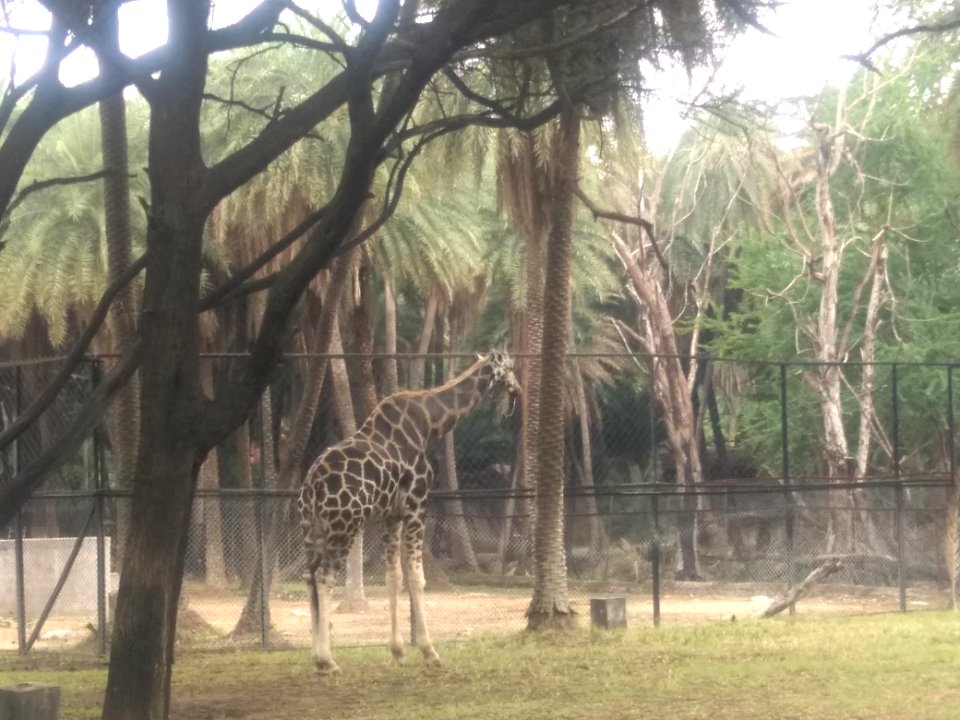 GIRAFFE 2