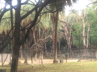 GIRAFFE 2