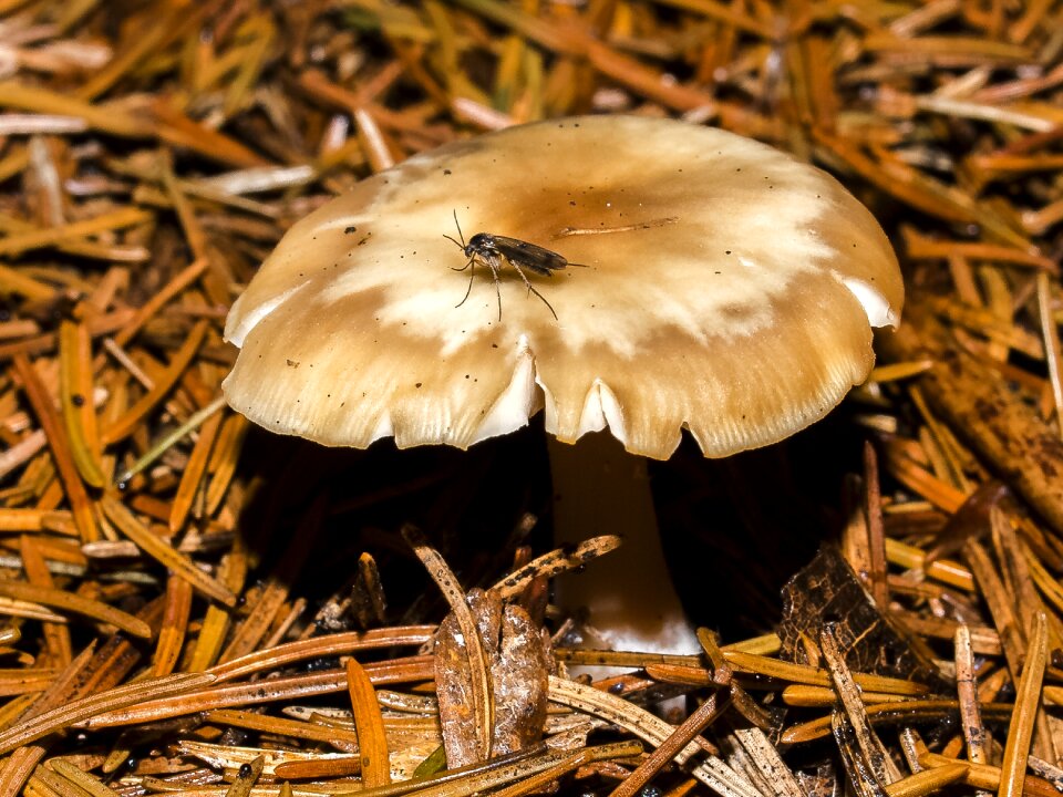 Forest autumn nature
