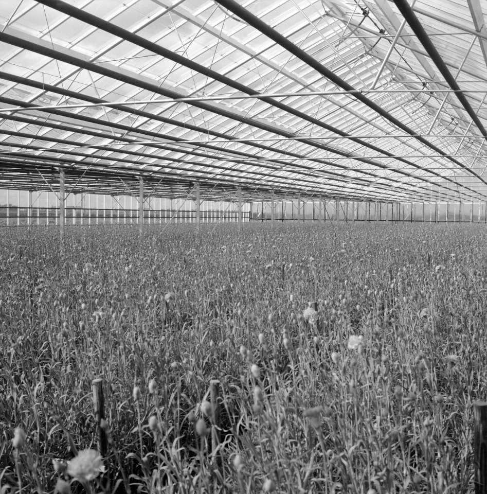 Glasbedrijven, kassen, bloemen, ruilverkaveling heerhugowaard, de heer schouten, Bestanddeelnr 165-0321
