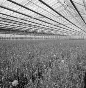 Glasbedrijven, kassen, bloemen, ruilverkaveling heerhugowaard, de heer schouten, Bestanddeelnr 165-0321