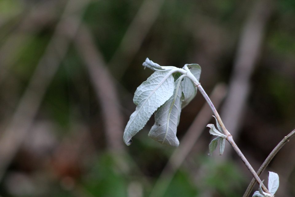 Glagla (137333699)