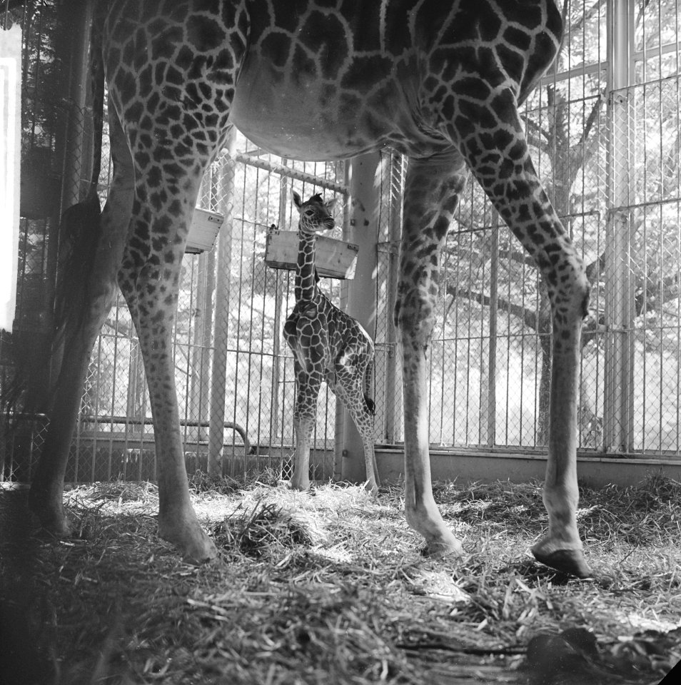 Giraffe geboren in Diergaarde Blijdorp, Bestanddeelnr 913-9577