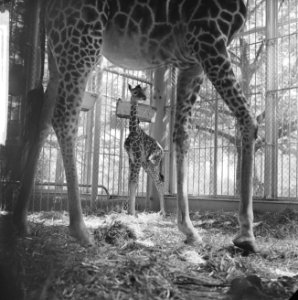 Giraffe geboren in Diergaarde Blijdorp, Bestanddeelnr 913-9577 photo