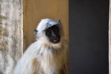 Life animal india