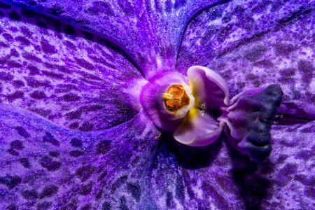 Flower macro purple