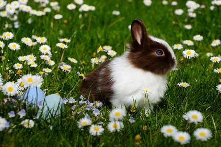 Easter bunny animal world in the free
