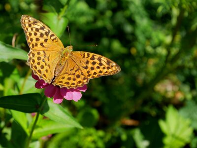 Floral green summer photo