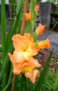 Gladiolus - Arlington, MA