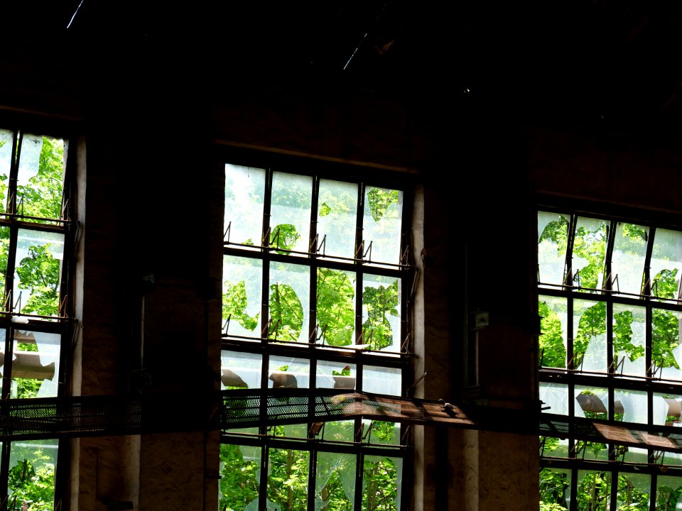 Glass factory Haidemühl 2019-06-05 07