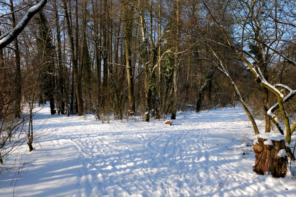 Glühwürmchengrund und Immenweide with snow 2021-02-10 08