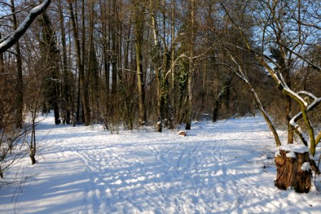 Glühwürmchengrund und Immenweide with snow 2021-02-10 08