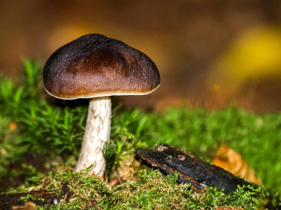 Forest autumn nature