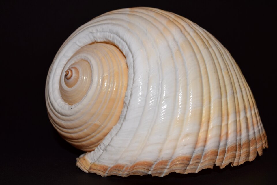 Casing maritime close up