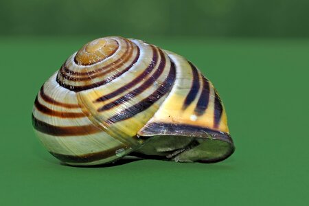 Close up slowly snail shell photo