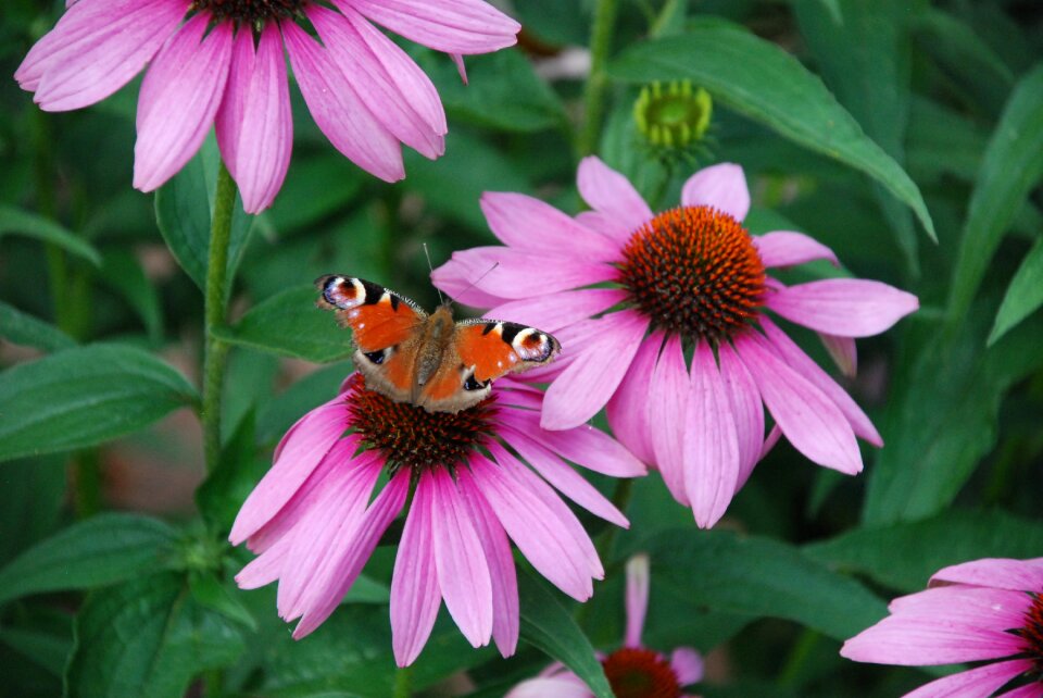 Close up nature summer