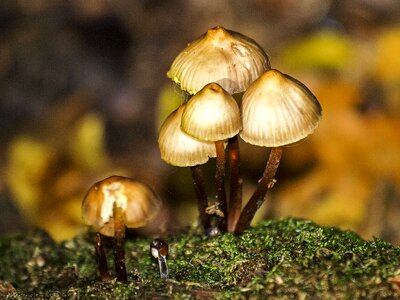 Forest autumn nature