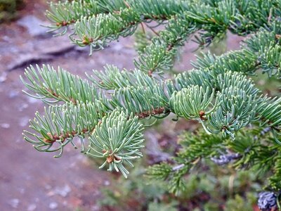 Nature tree biology