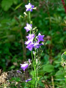 Glockenblume Oberfrauenau