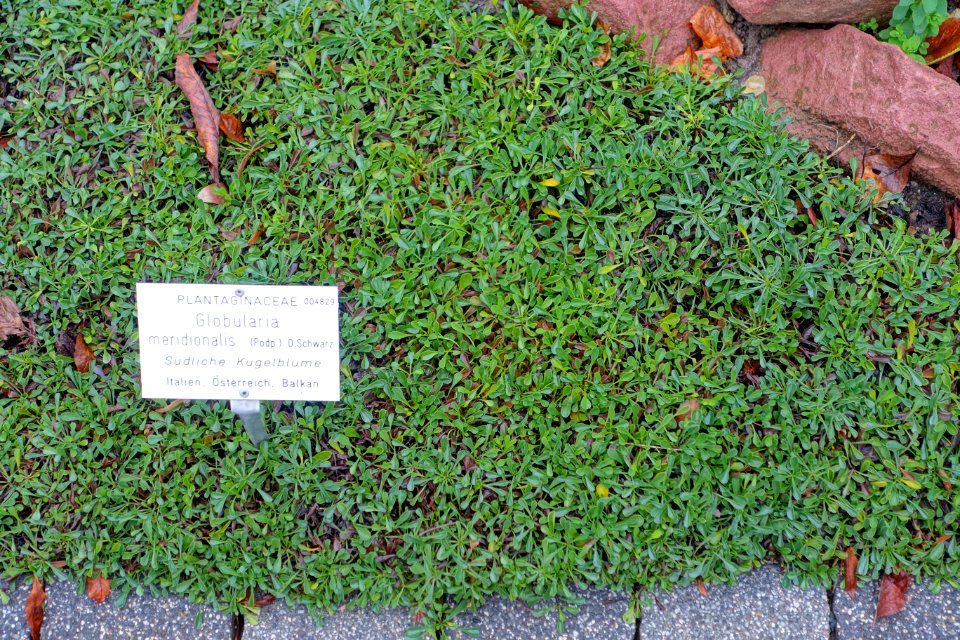 Globularia meridionalis - Botanischer Garten - Heidelberg, Germany - DSC00848