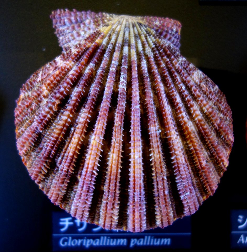 Gloripallium pallium - National Museum of Nature and Science, Tokyo - DSC06773