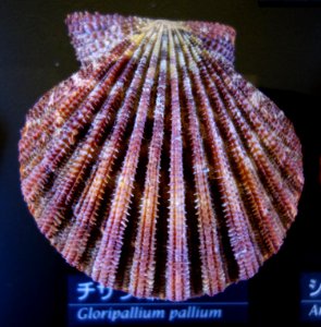 Gloripallium pallium - National Museum of Nature and Science, Tokyo - DSC06773