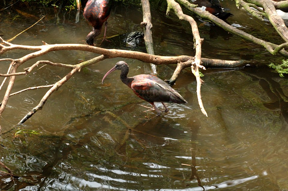 Glossy-Ibis-Melbourne-Zoo-20070224-023