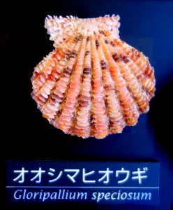Gloripallium speciosum - National Museum of Nature and Science, Tokyo - DSC06774-001