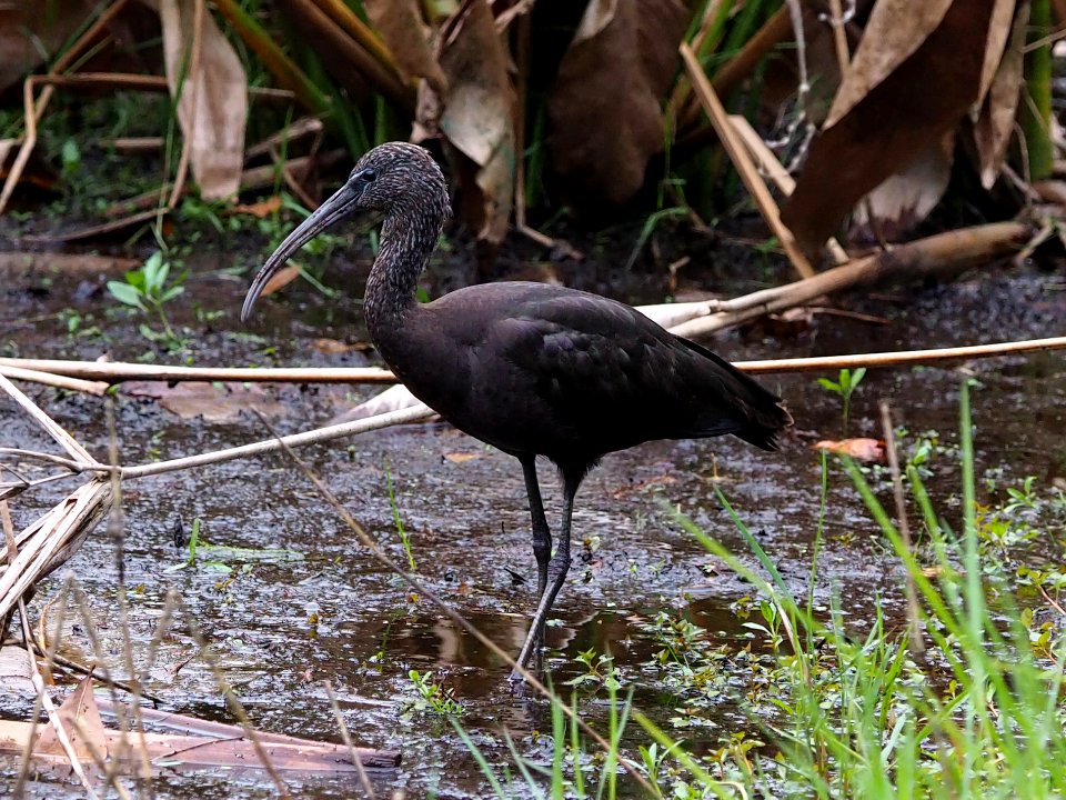 Glossy Ibis Plegadis falcinellus